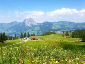 Alpbetrieb